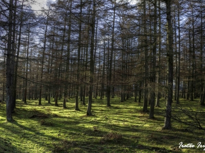 Gorbeialdea – Saldropo